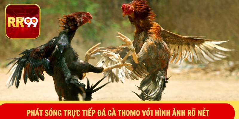 Phát sóng trực tiếp đá gà thomo với hình ảnh rõ nét